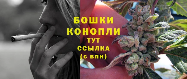 хмурый Тайга